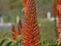 Tenerife2002-2003-021